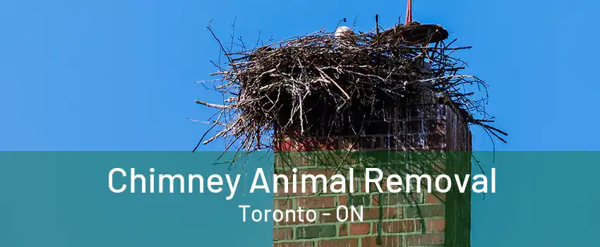 Chimney Animal Removal Toronto - ON