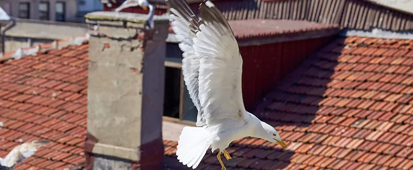 Residential Chimney Animal Removal Solution in Toronto, ON